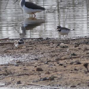 Little Ringed Plover