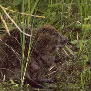 Eurasian Beaver