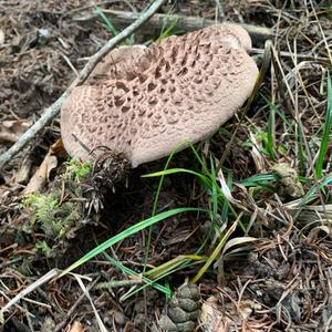 Shingled Hedgehog