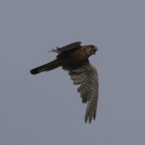 Common Kestrel