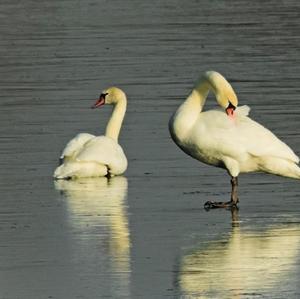 Höckerschwan