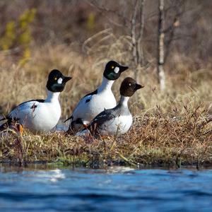 Common Goldeneye