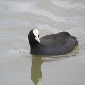 Common Coot