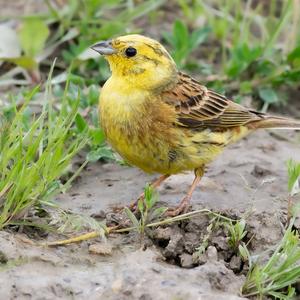 Yellowhammer