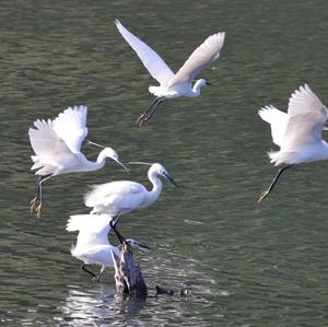 Little Egret
