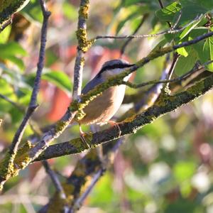 Wood Nuthatch