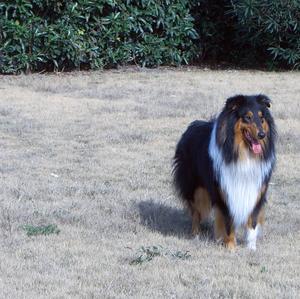 Rough Collie