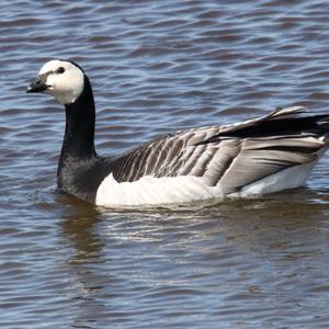 Barnacle Goose