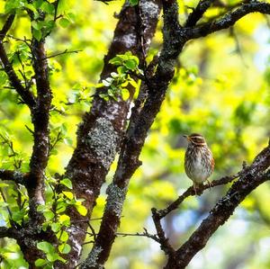 Redwing