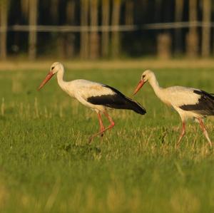 White Stork