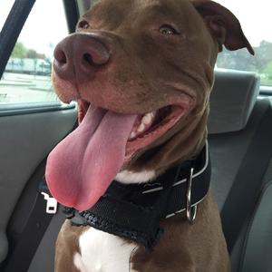 American Pit Bull Terrier