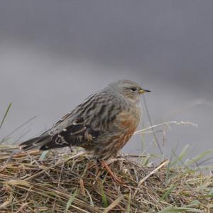 Alpine Accentor