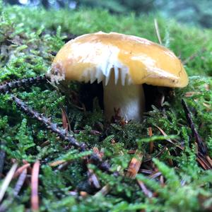 Yellow-ochre Russula