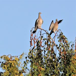 Common Wood-pigeon