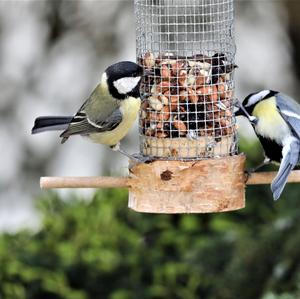 Great Tit