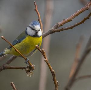 Blue Tit