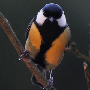 Great Tit