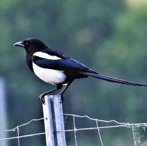 Black-billed Magpie