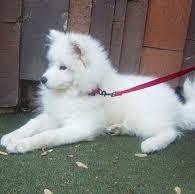 Samoyed