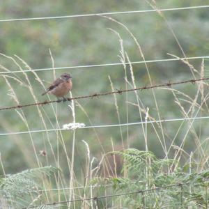 European stonechat