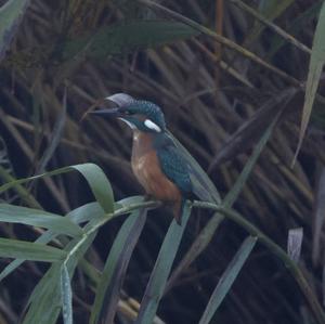 Eisvogel