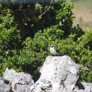 Northern Wheatear