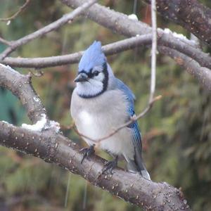 Blue Jay