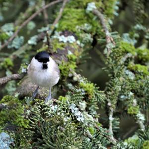 Marsh Tit