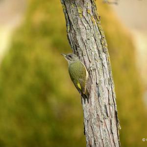 Grey-faced Woodpecker