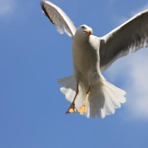 Black-headed Gull