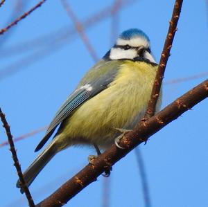 Blue Tit