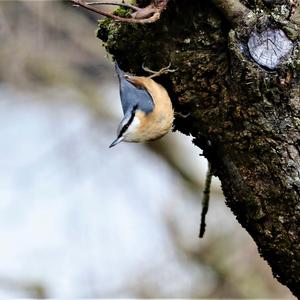 Wood Nuthatch