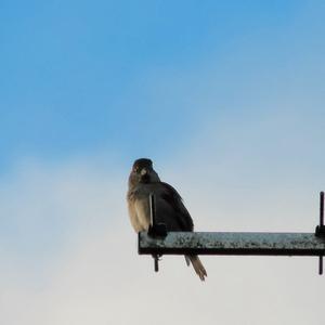 Blackcap