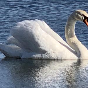 Mute Swan