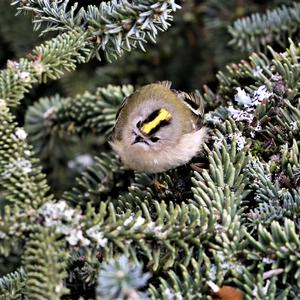 Goldcrest