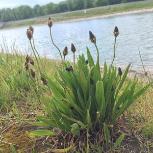 Ribwort Plantain