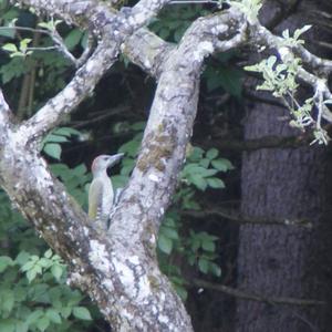 Eurasian Green Woodpecker