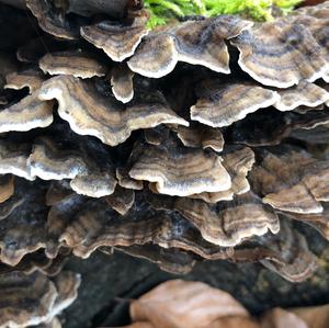 Turkey-tail