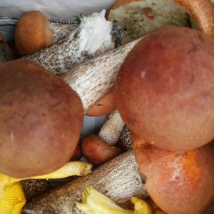 Orange Birch Bolete