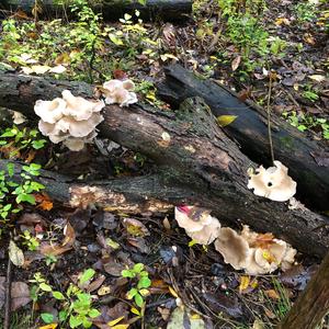 Oyster Mushroom