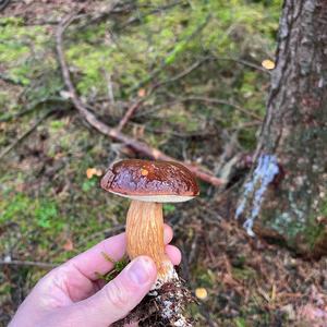 Bay Bolete