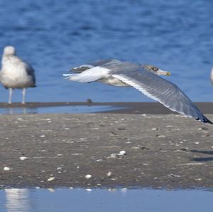 Herring Gull