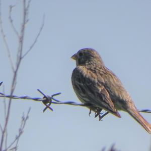 Corn Bunting