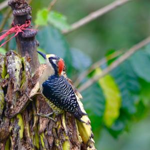 Black-cheeked Woodpecker