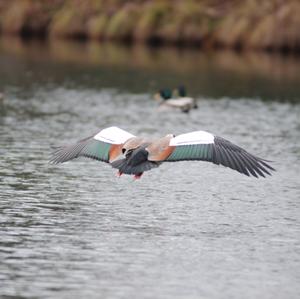 Egyptian Goose