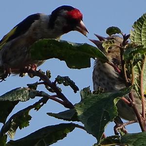 European Goldfinch