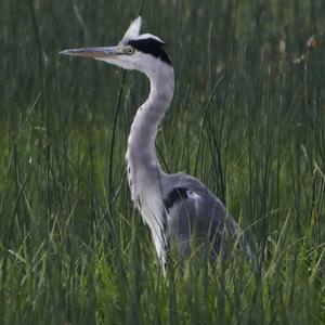 Grey Heron