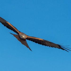 Red Kite