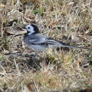 White Wagtail