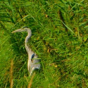 Grey Heron